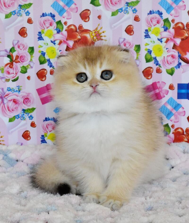 Ulyasha Scottish Fold female, black golden shaded