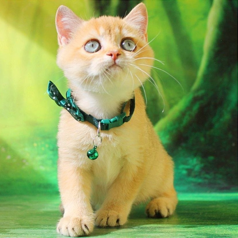 Kay British Shorthair male, chocolate golden shaded