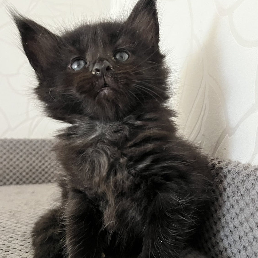 Jasmine Maine Coon female, black