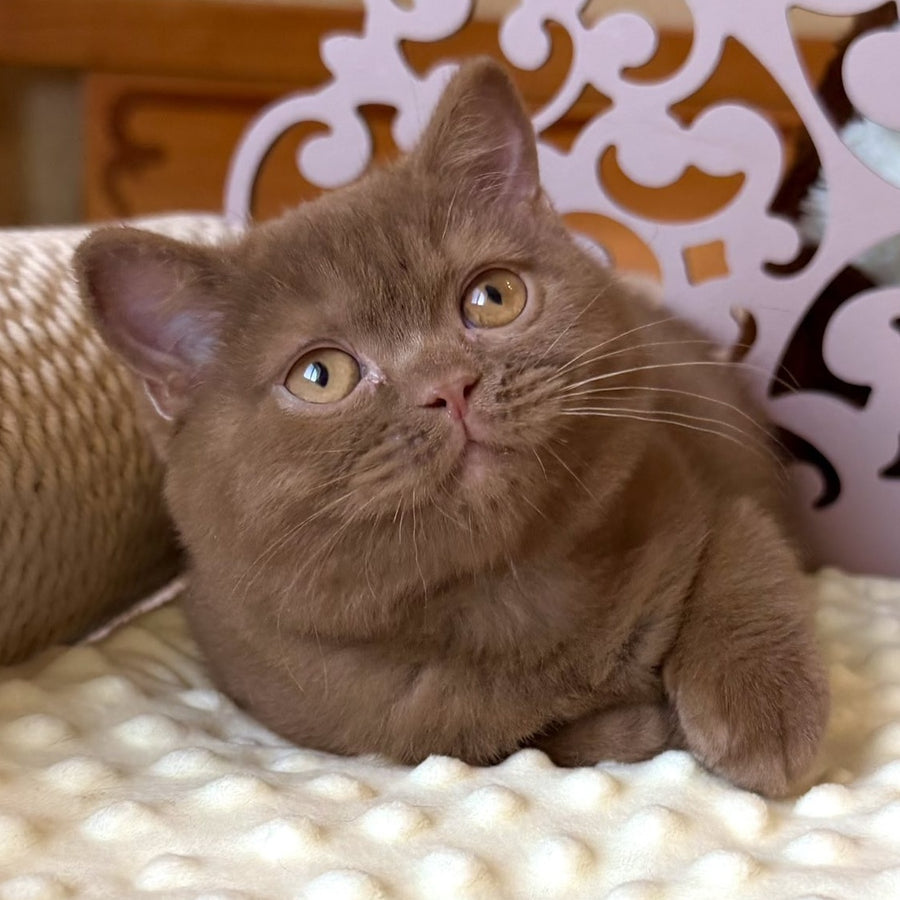 Taya British Shorthair female, cinnamon