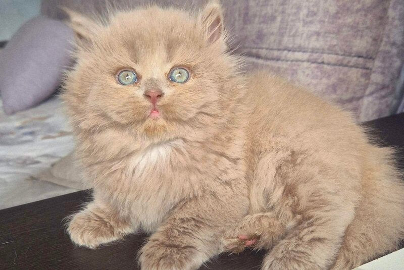 Jina British Longhair male, fawn