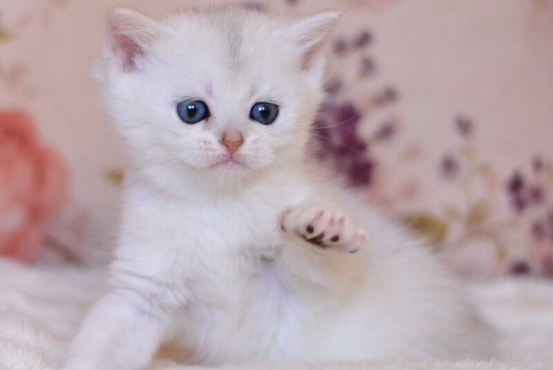 Zefir British Shorthair male, black silver shaded