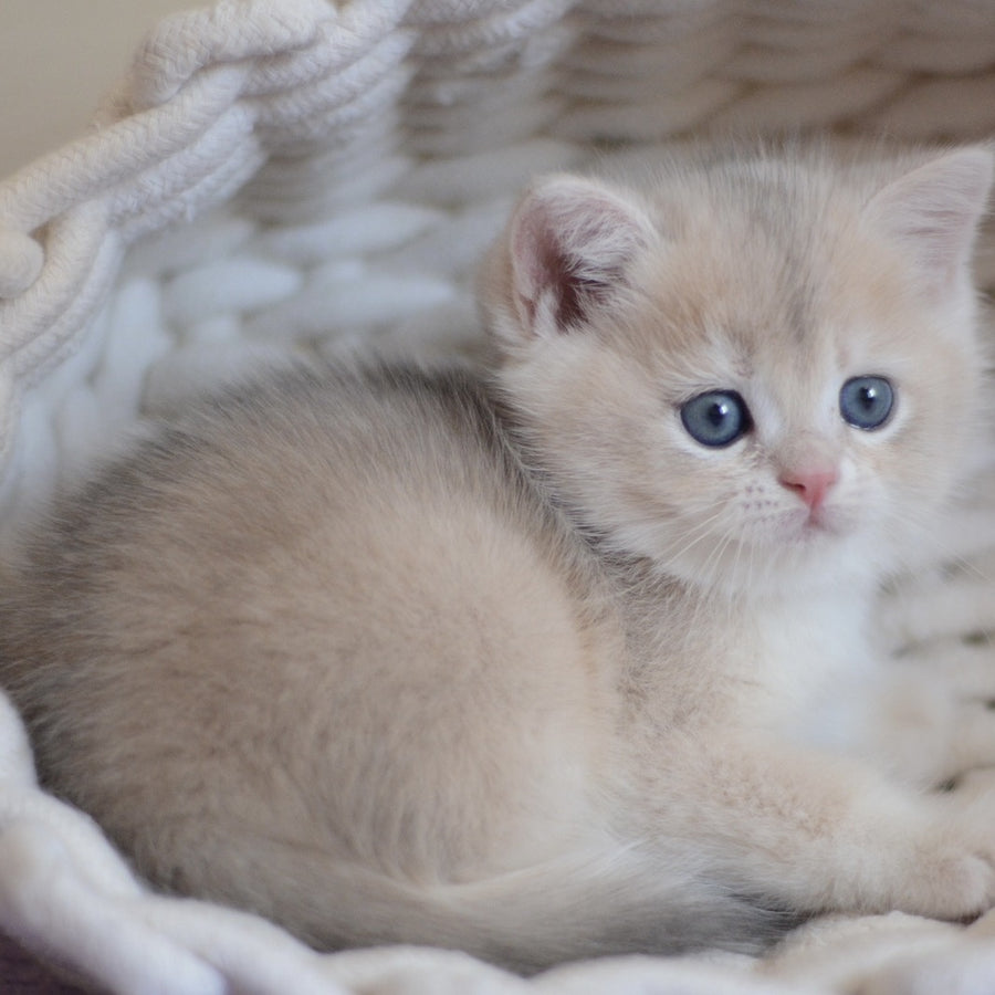 Yannis British Shorthair male, blue golden chinchilla