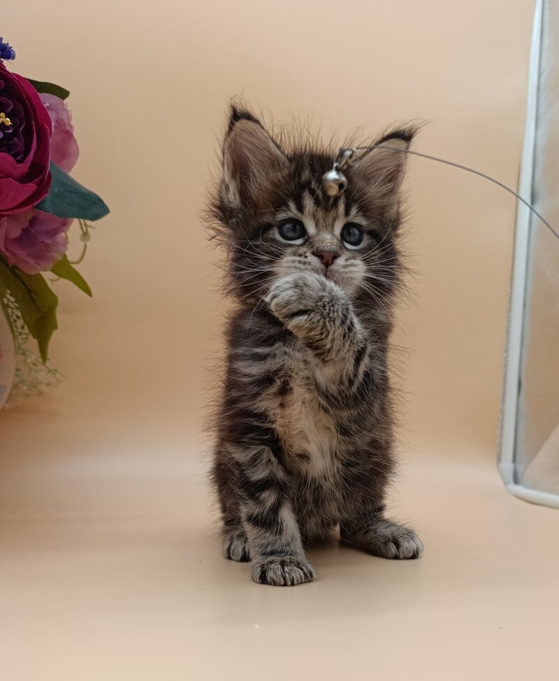 Diamond Maine Coon male, black silver tabby