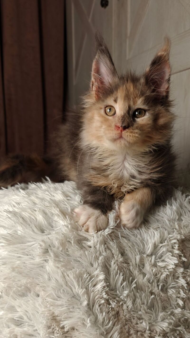 Quintara Maine Coon female blue tortie tabby bicolour live animals