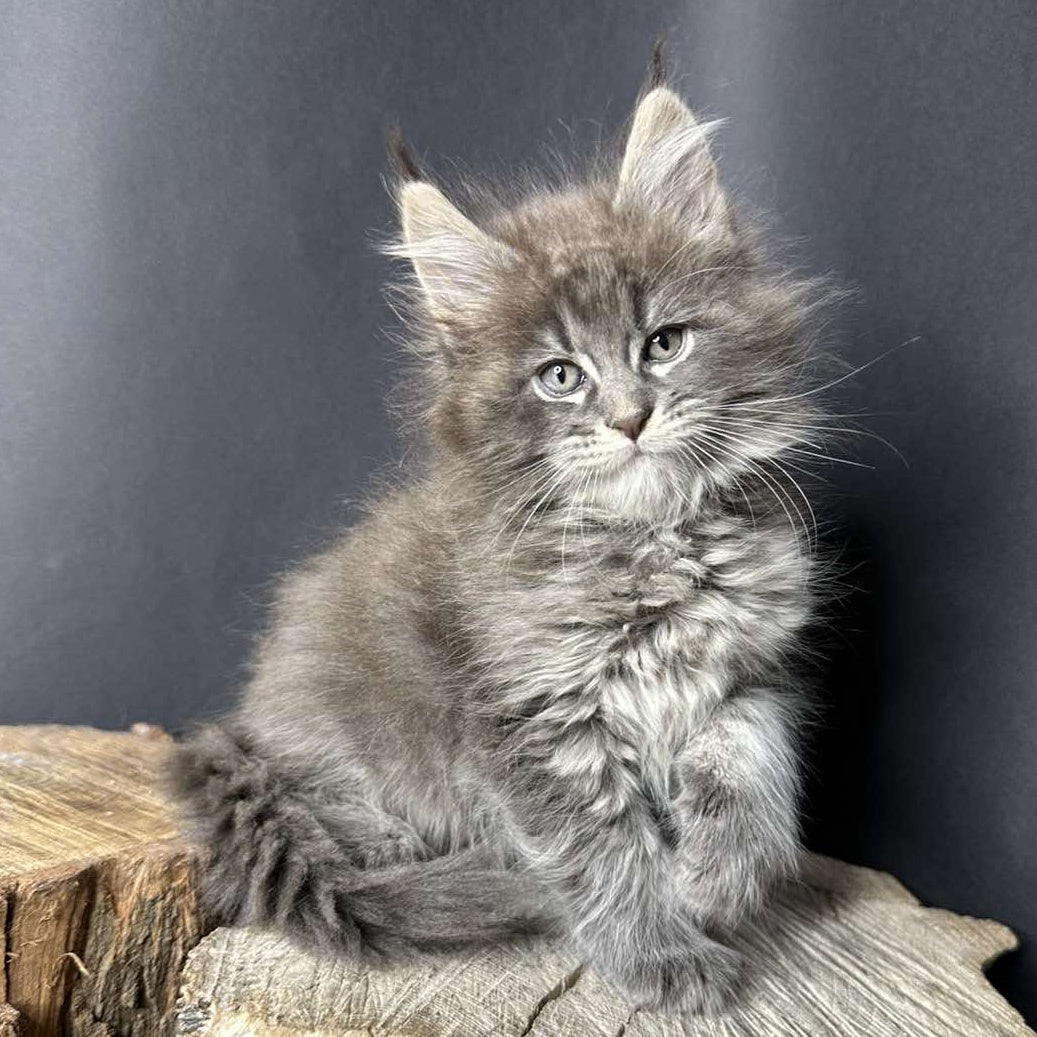 Sony Maine Coon female, blue silver ticked tabby