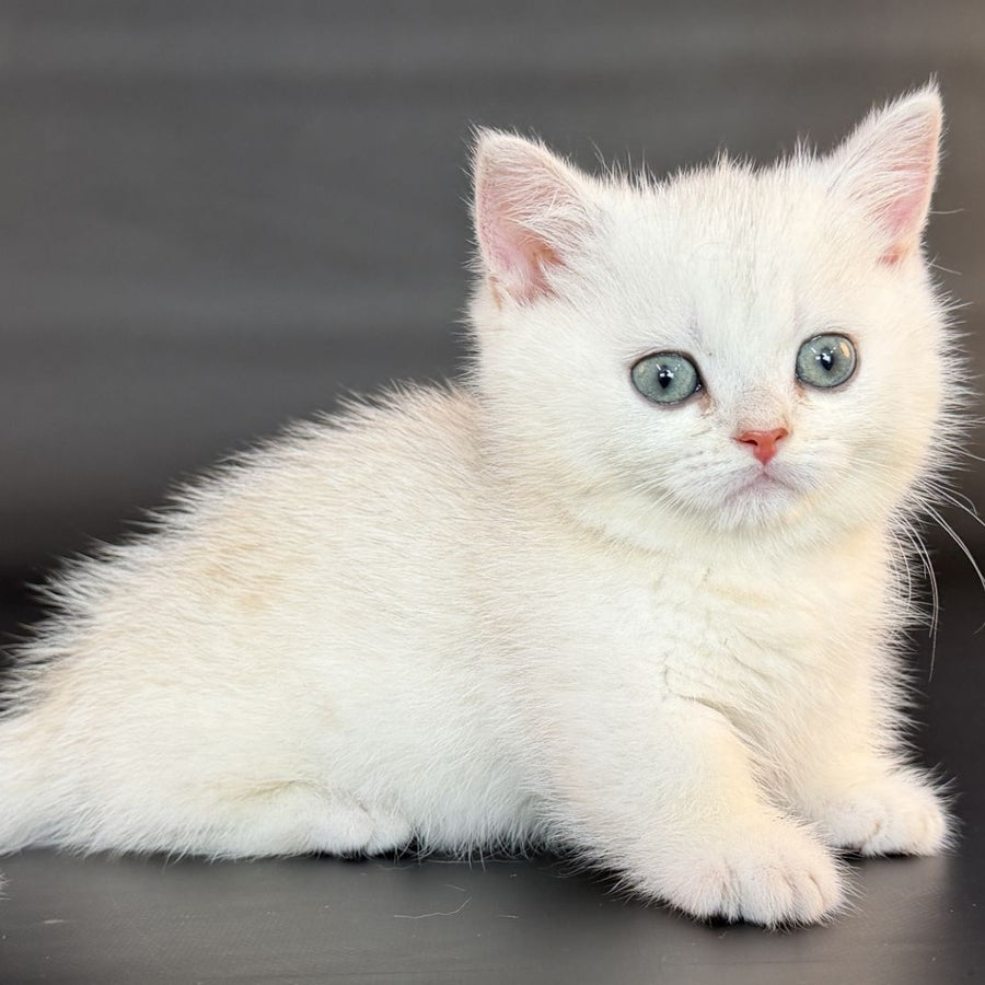 Riley Munchkin male, black silver shaded