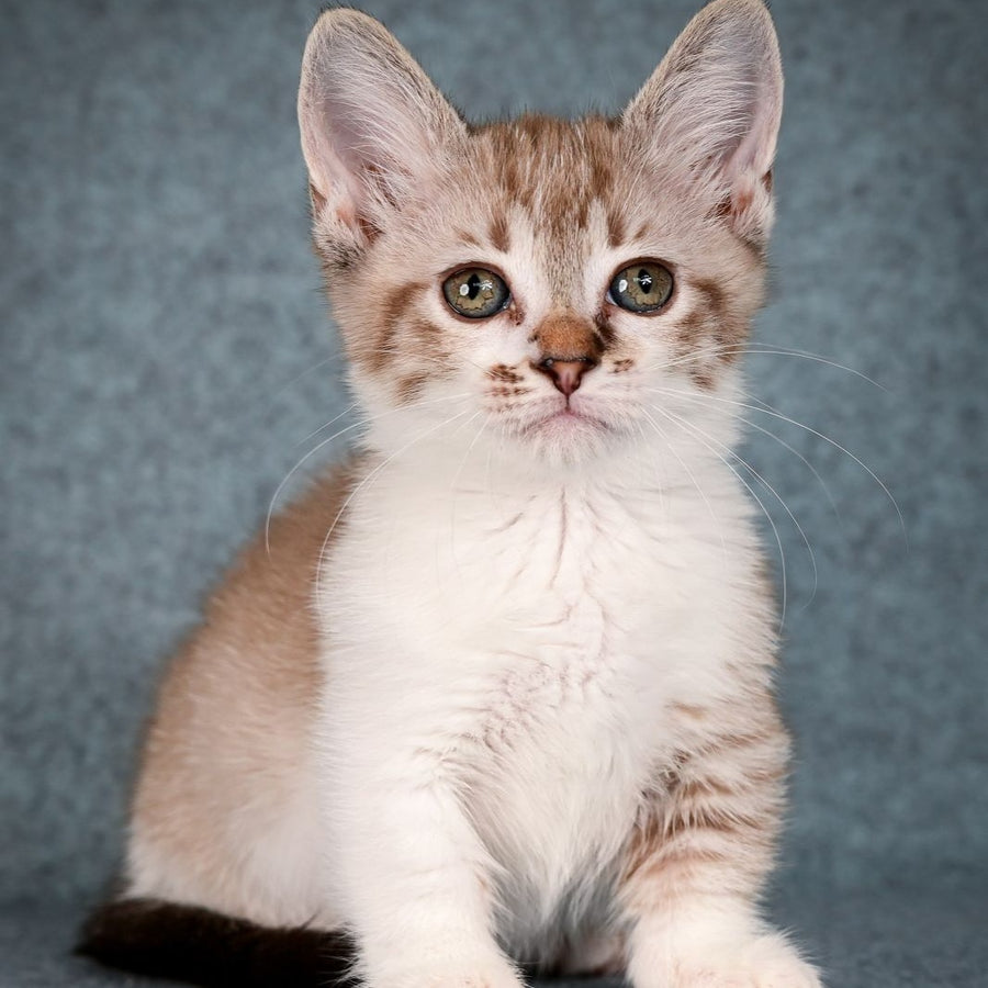 Kleo Munchkin female, black pointed spotted tabby bicolour