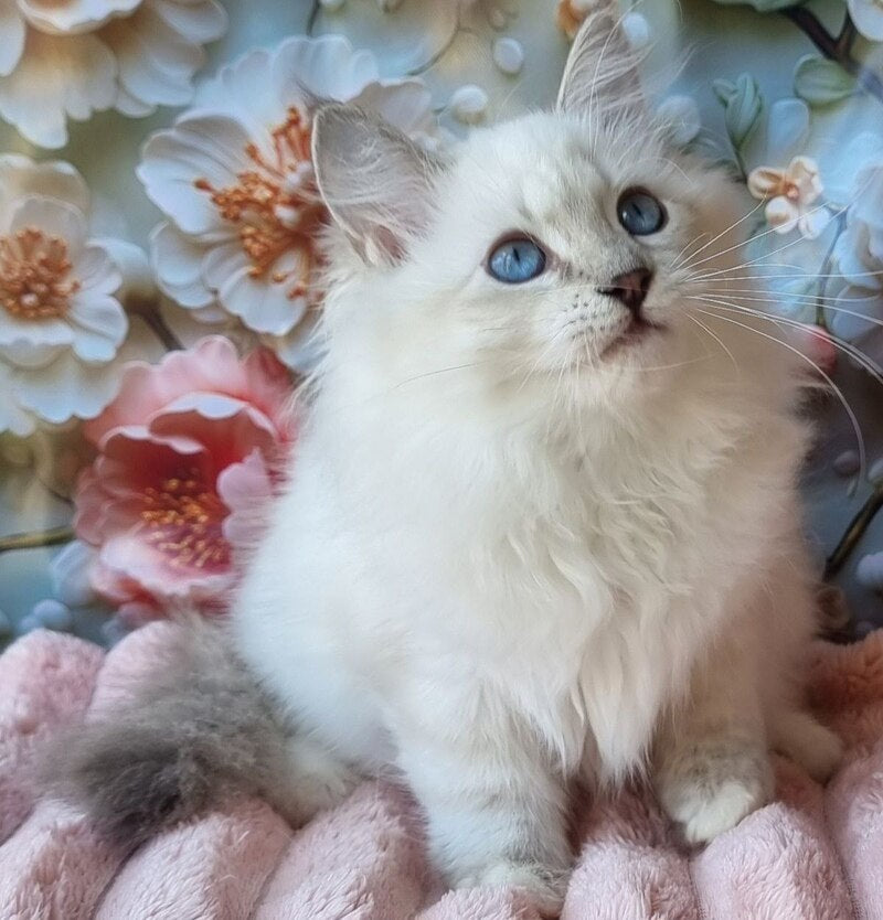 Snowy Siberian female, blue tabby pointed with white