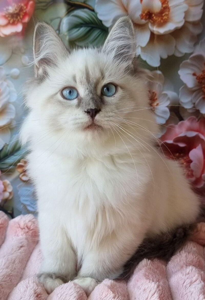 Pearl Siberian female, blue tabby pointed with white