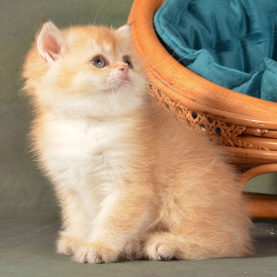 Paulina British Shorthair female, chocolate golden shaded