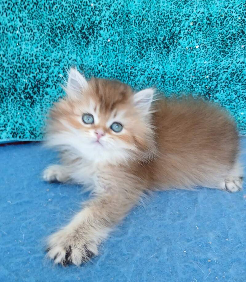 Vitas British Longhair female, black golden ticked tabby
