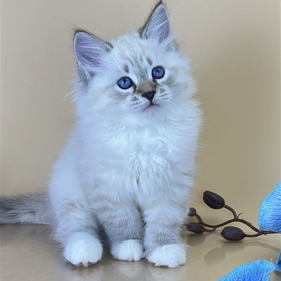 Arctic Siberian male, seal tabby pointed with white