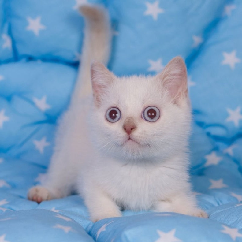 Lime British Shorthair male, fawn pointed