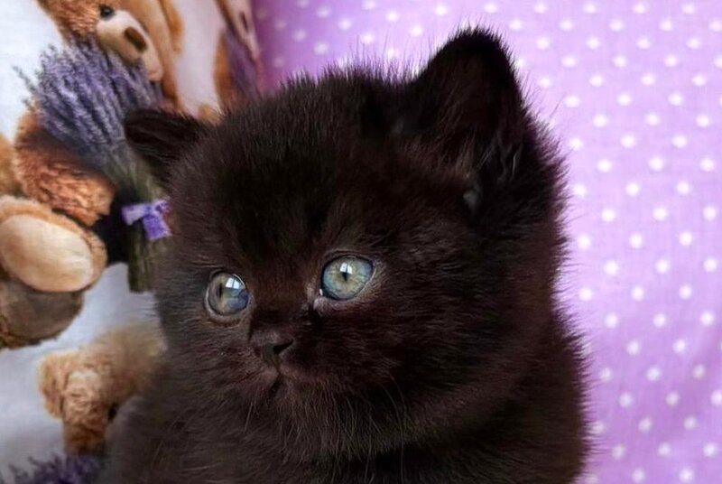 Esmanur British Shorthair female black live animals