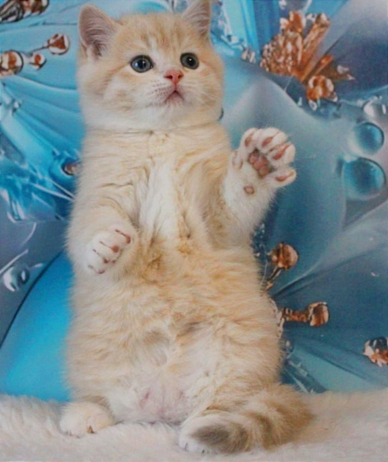 Gucci British Shorthair male, lilac golden shaded
