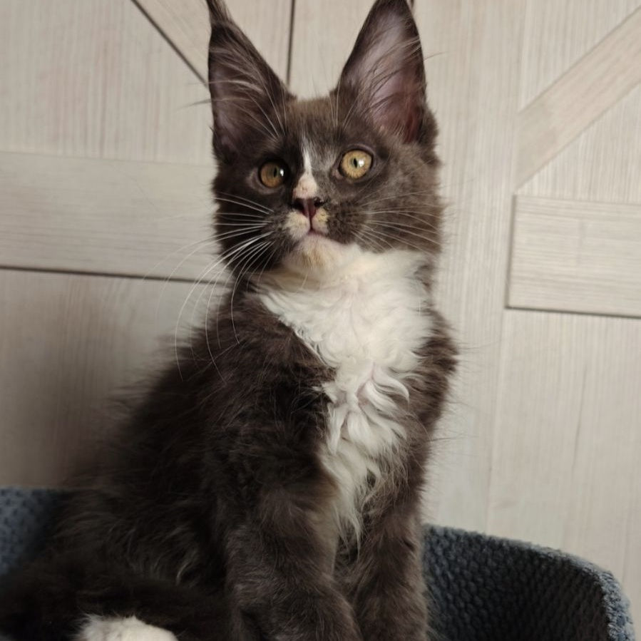 Amur Maine Coon polydactyl 7x7x6x6 male, blue bicolour