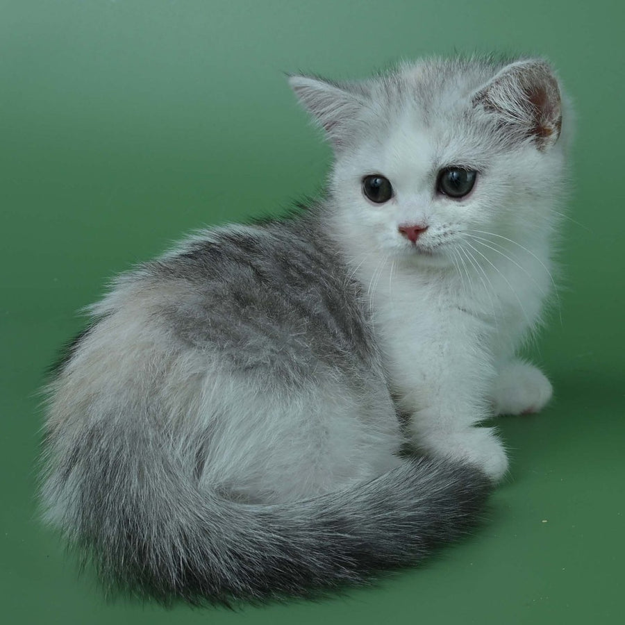 Jina Munchkin female, black tortie silver bicolour