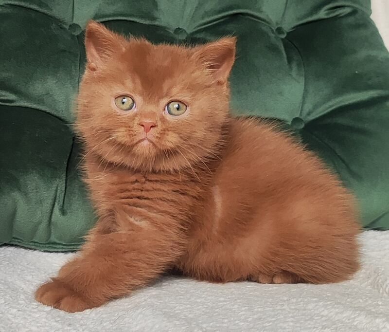 Umi British Shorthair male cinnamon - live animals