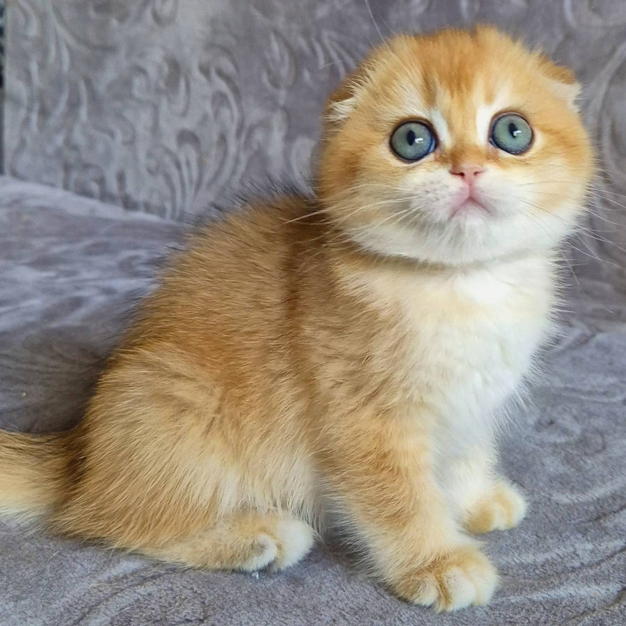 Leyla Scottish Fold female, black golden chinchilla