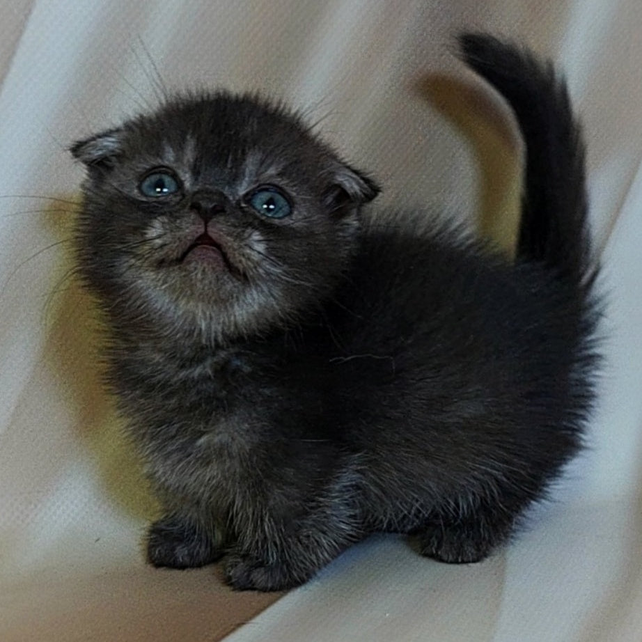 Ava Munchkin female, black