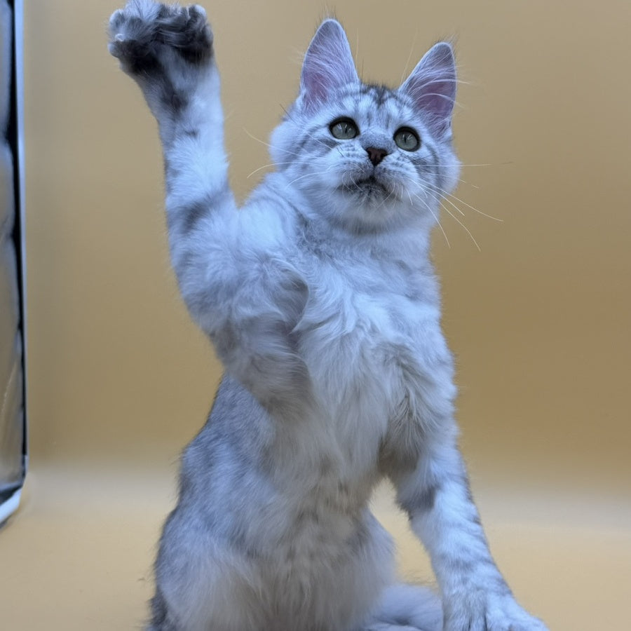 Michelina Maine Coon polydactyl 6x6x6x6 female, black silver spotted tabby