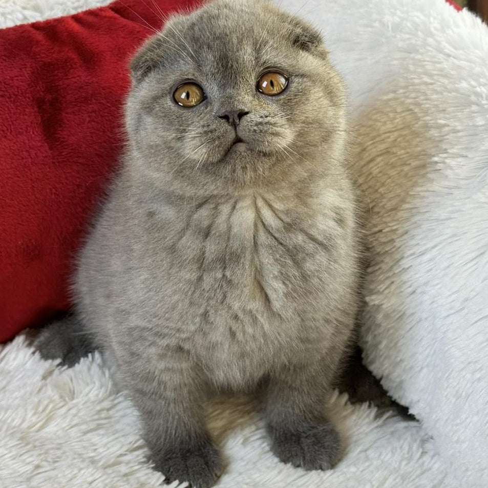 Xion Scottish Fold male, blue