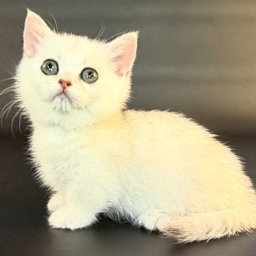 Raven Munchkin female, black silver shaded