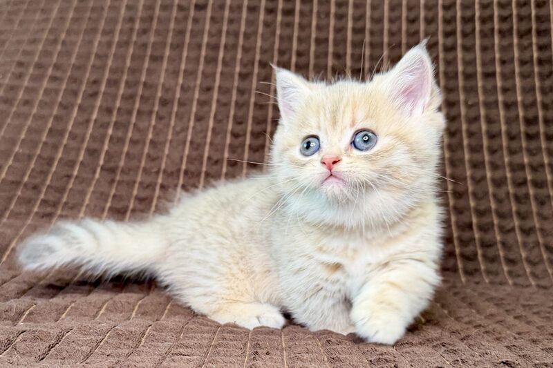 Marley Munchkin male, blue golden spotted tabby