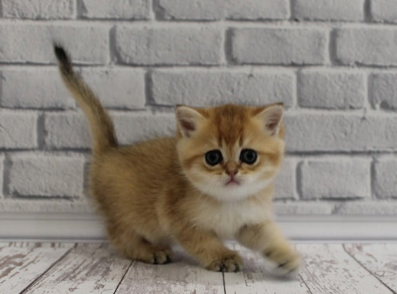 Garold Scottish Straight male, black golden ticked tabby