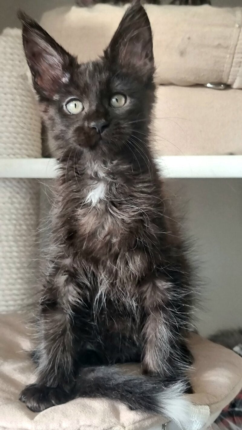 Debora Maine Coon female black with white - live animals