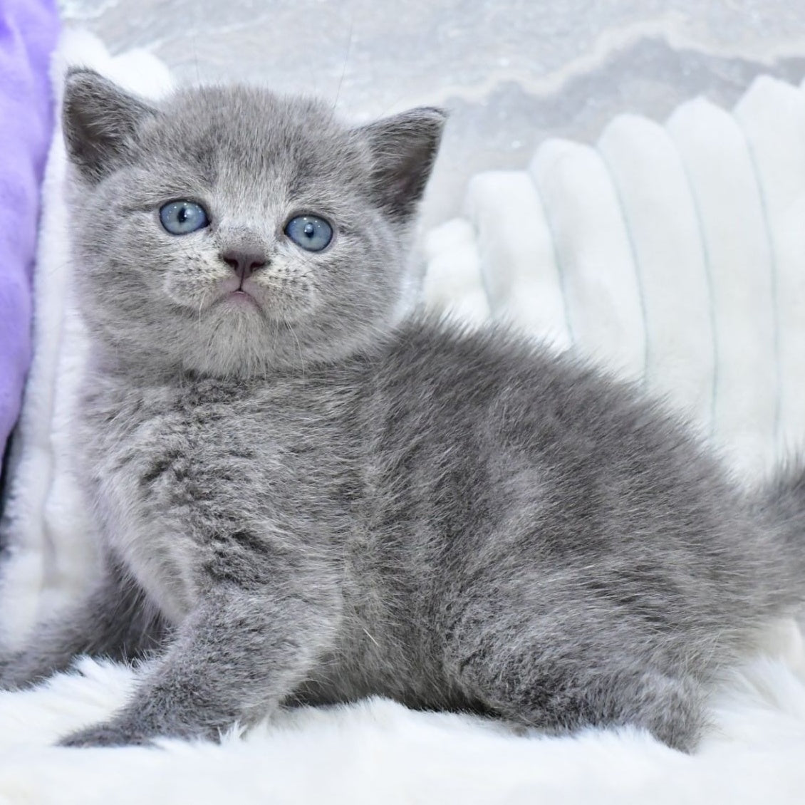 Leo Scottish Straight male, blue