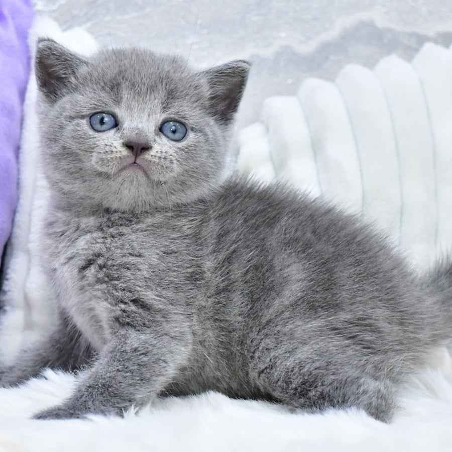 Leo Scottish Straight male, blue