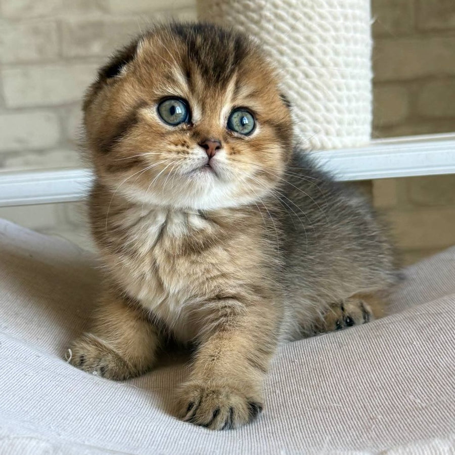 Fiona Scottish Fold female, black golden ticked tabby