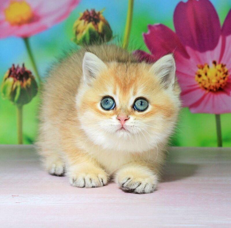 Quentin British Shorthair male black golden shaded - live animals