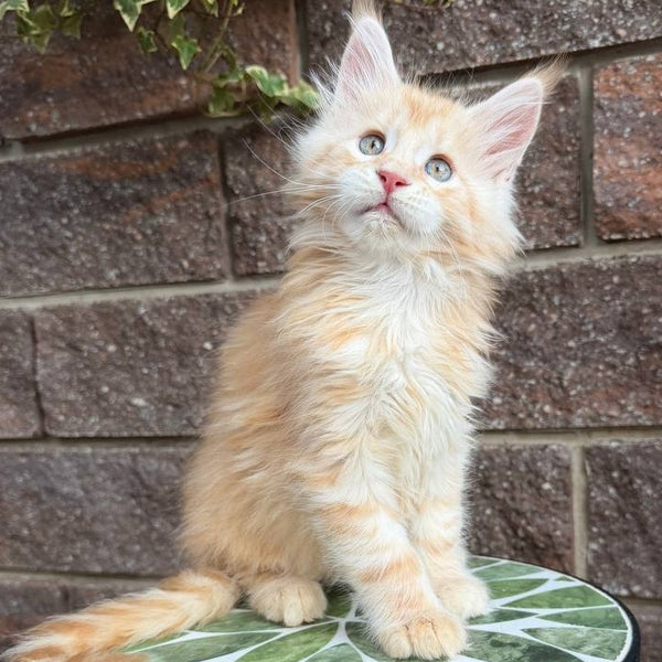 Xan Maine Coon male, red silver tabby