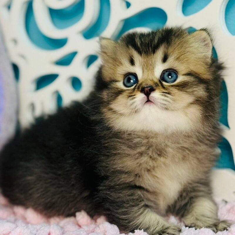 Daisy Scottish Straight female, black ticked tabby