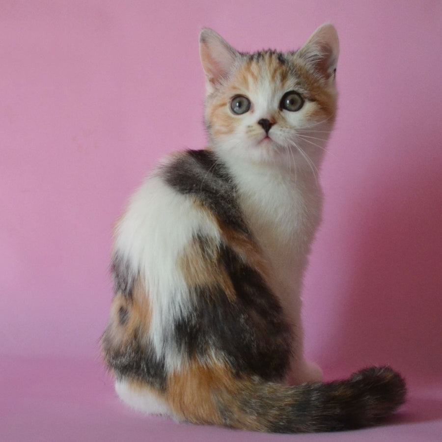 Sandi Scottish Straight female, black tortie silver tabby bicolour