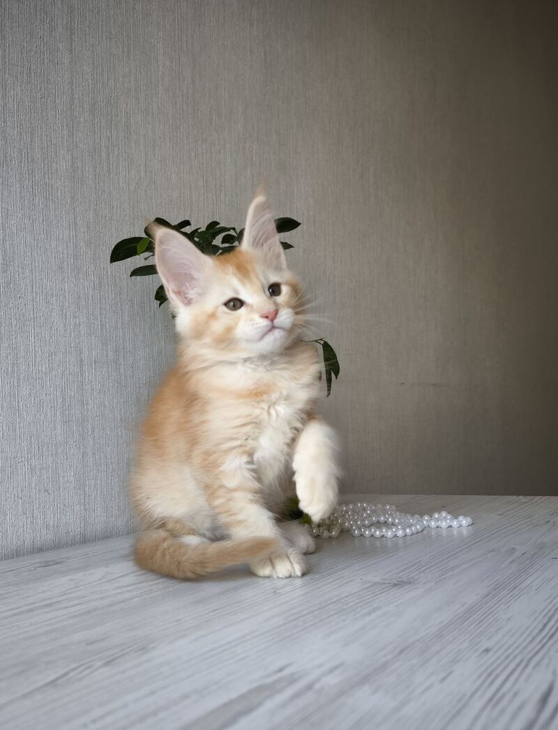 Dakota Maine Coon female, red silver ticked tabby