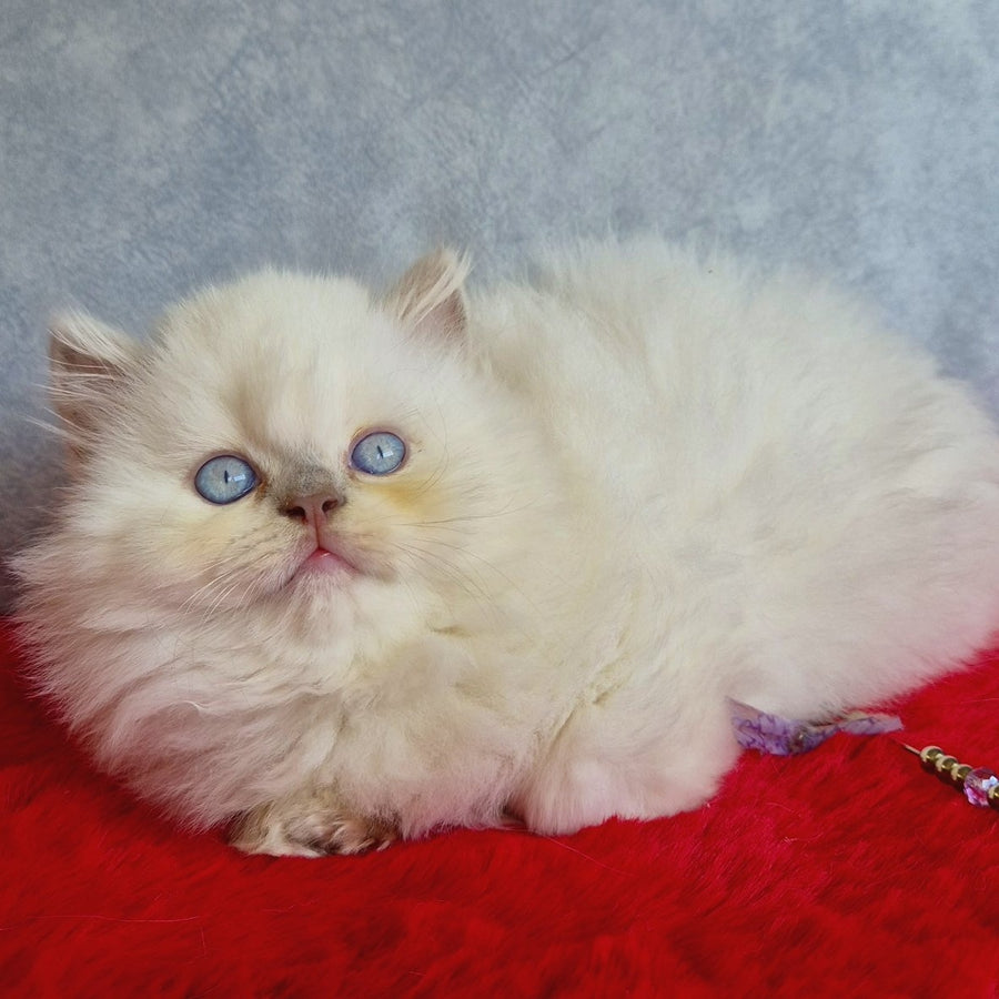 Djoker British Longhair male, blue golden shaded pointed