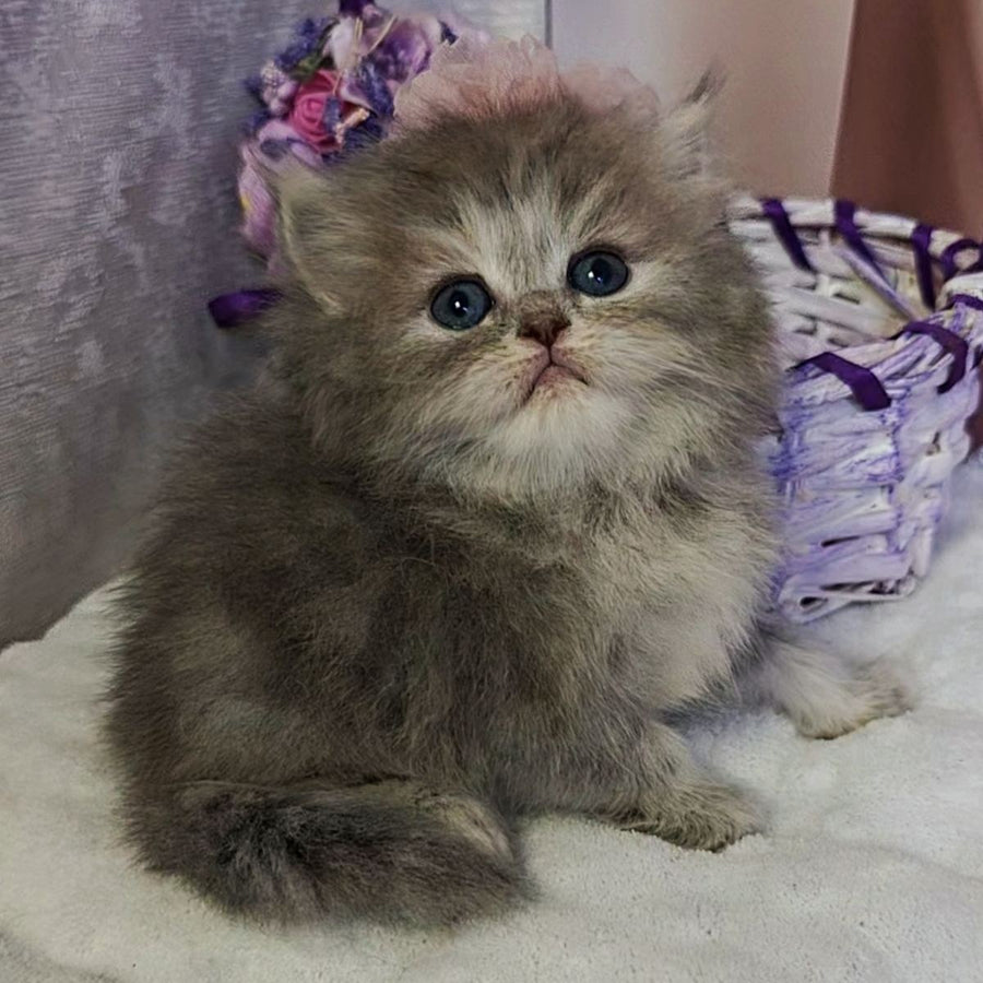 Ustina British Longhair female, blue tortie