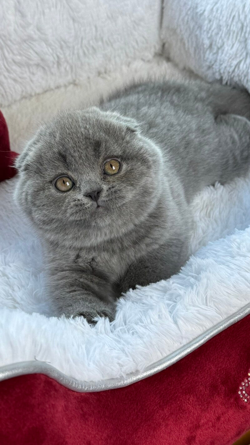Yasir Scottish Fold male, blue