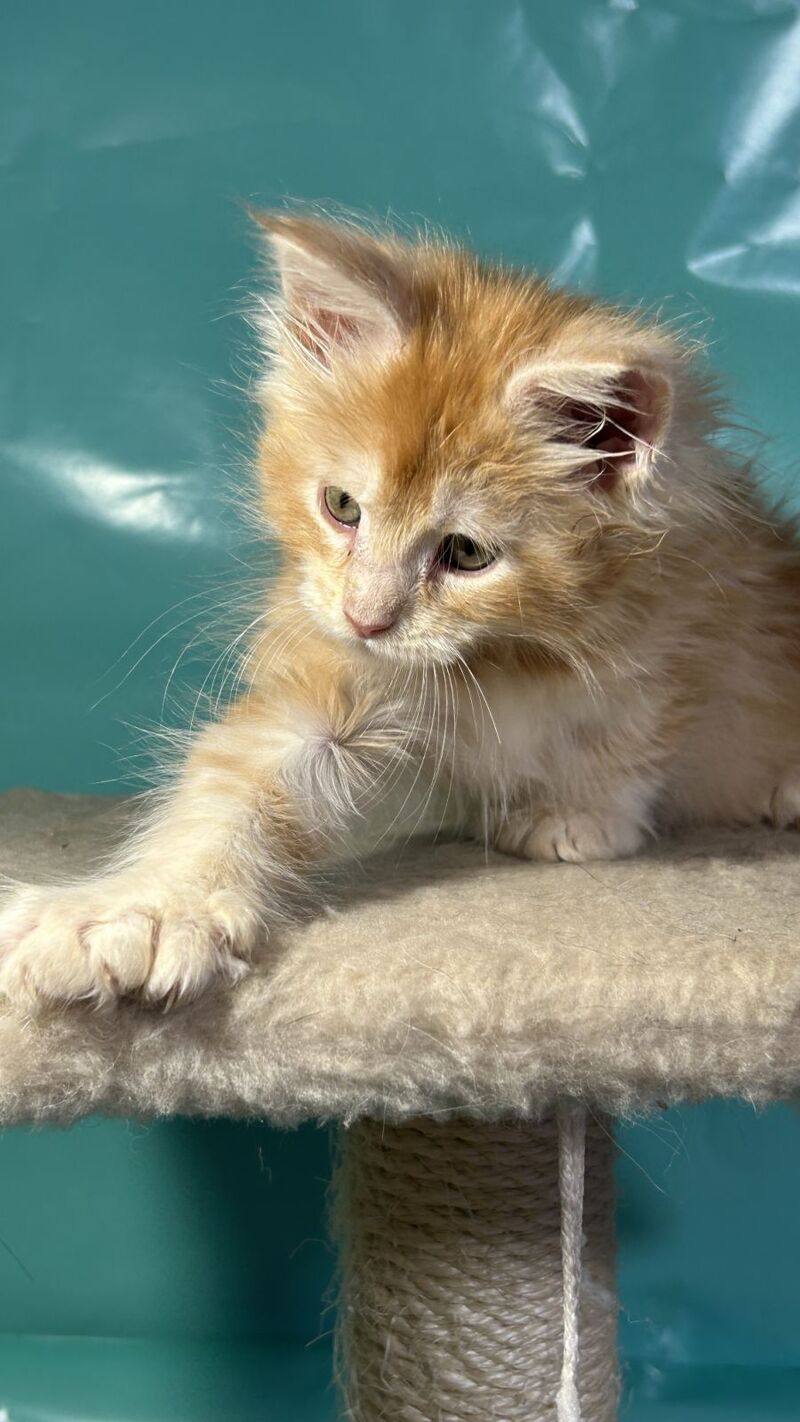 Amir Maine Coon polydactyl male red tabby with white - live animals