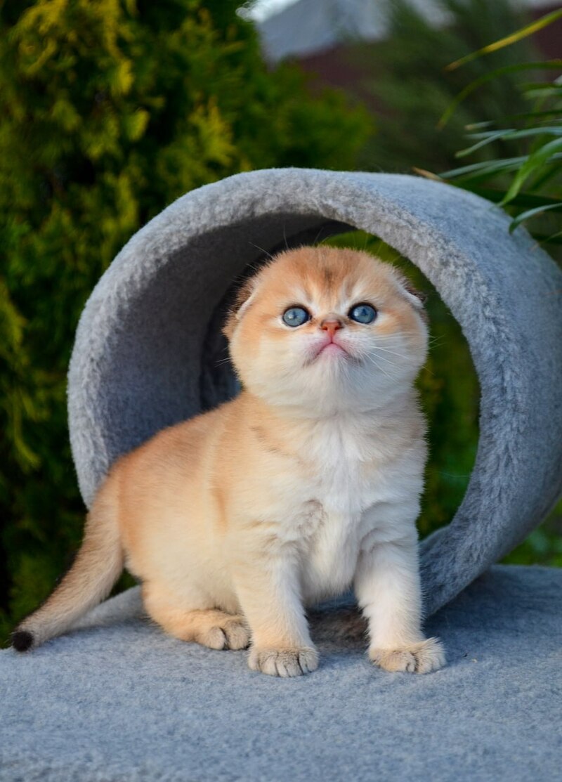Garfild Scottish Fold male black golden shaded - live animals