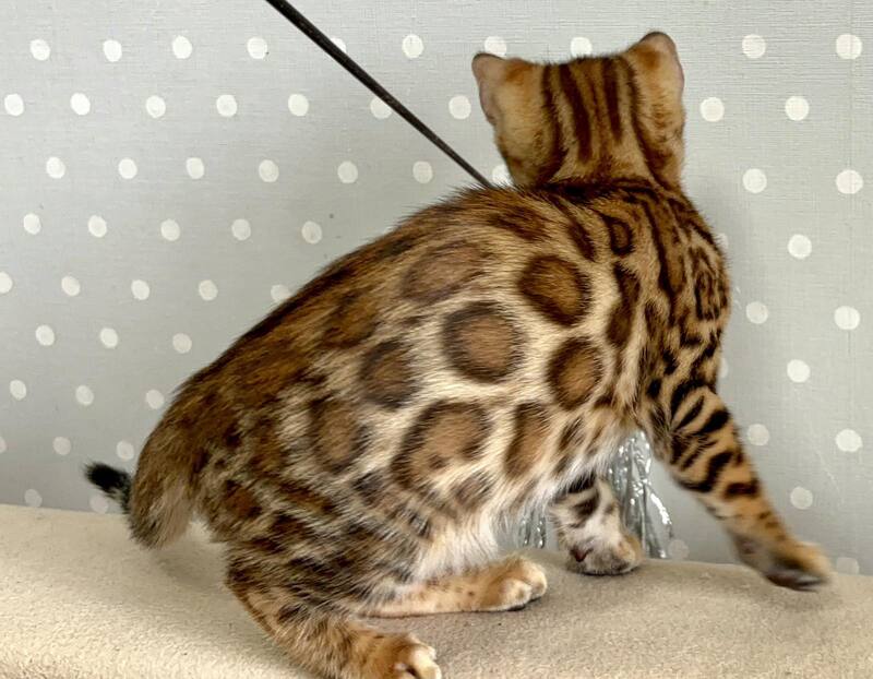 Tehyeon Bengal male black spotted tabby - live animals