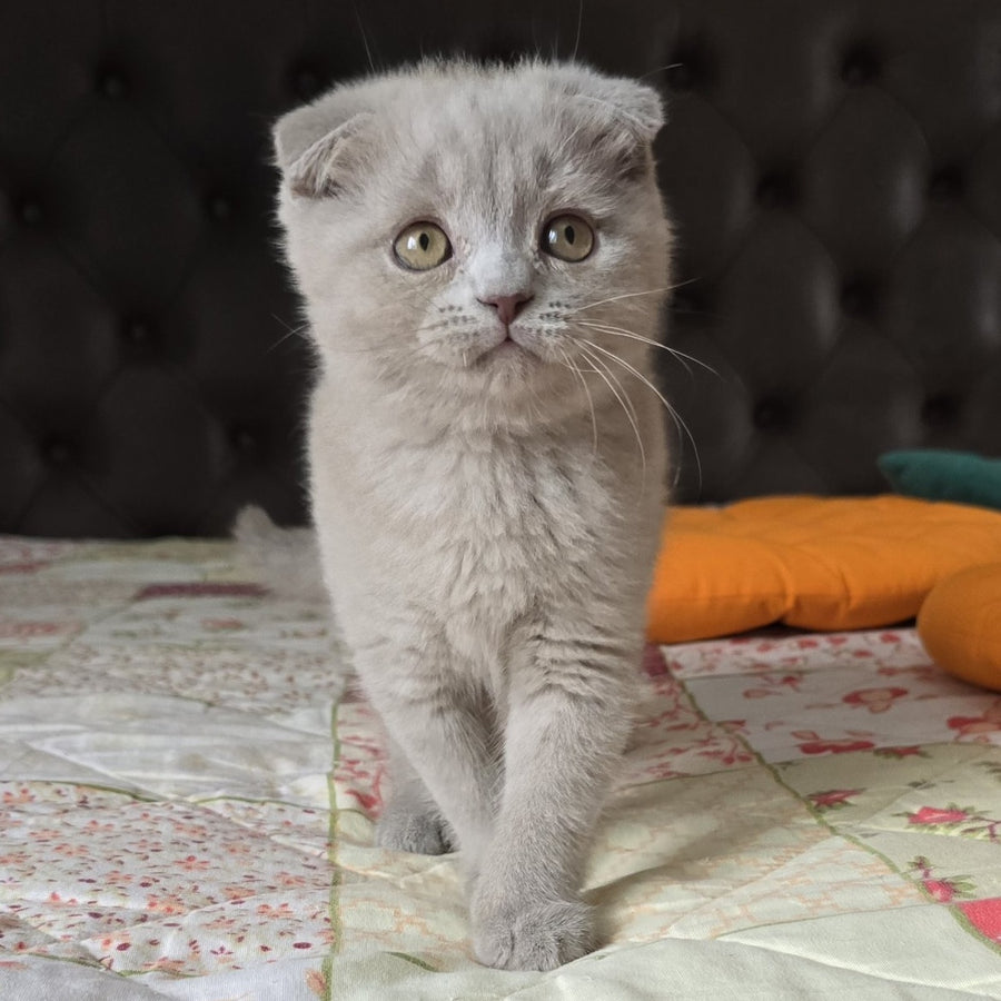 Codi Scottish Fold male, lilac