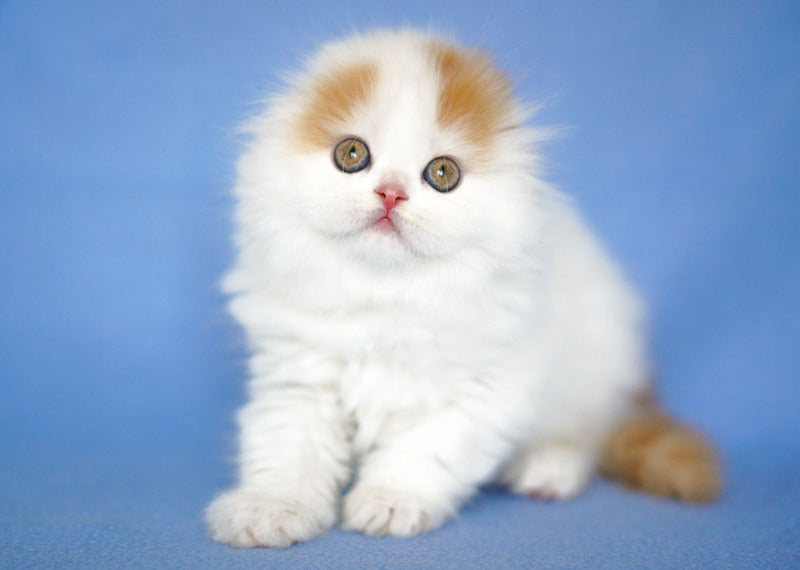 Pumpkin Scottish Fold female red tabby van - live animals