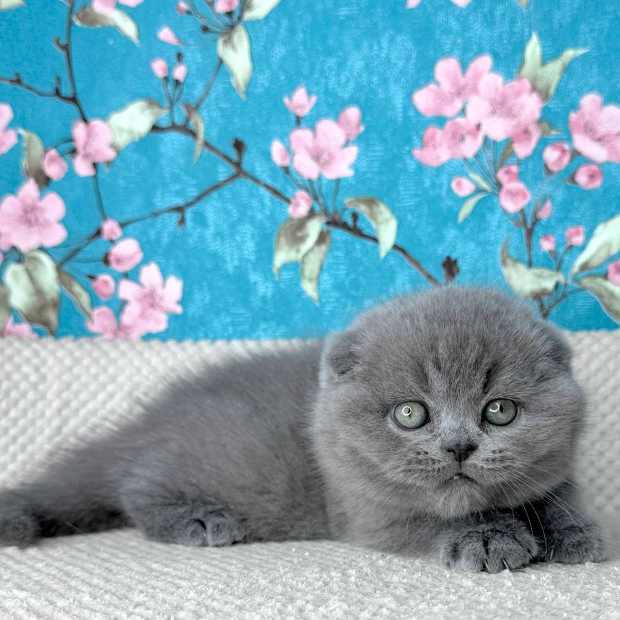 Kevin Scottish Fold male, blue