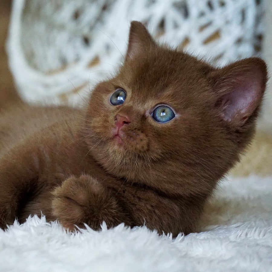 Miki British Shorthair male, cinnamon