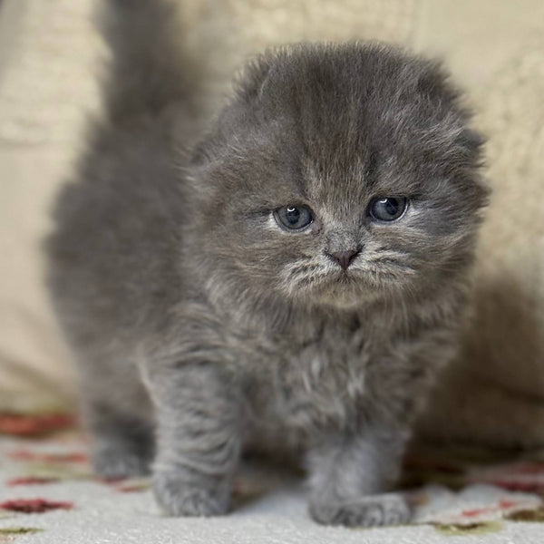 Bobby Scottish Fold female, black silver shaded